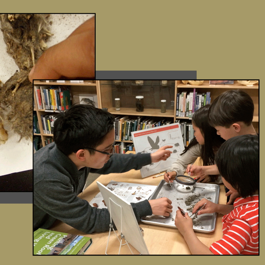 Owl Pellets Naturalist Center