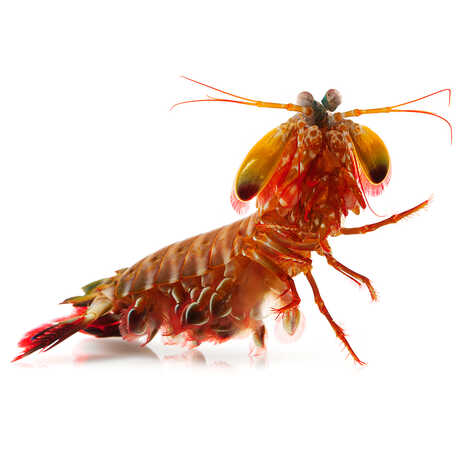 Peacock Mantis Shrimp