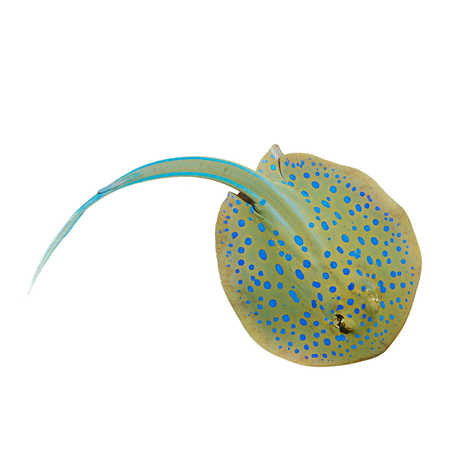 Bluespotted Ribbontail Ray, Taeniura lymma