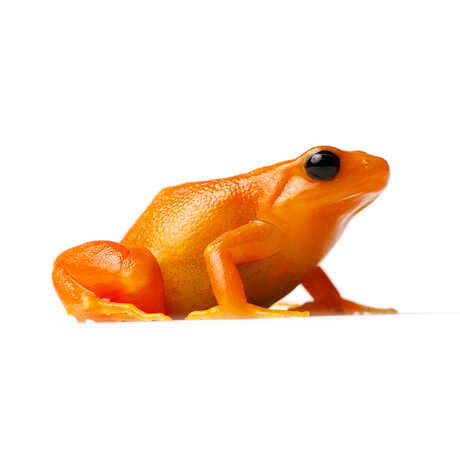 Golden Mantella