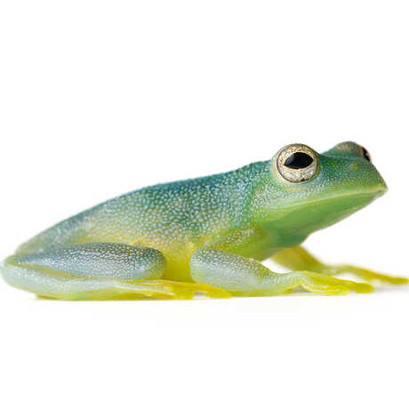 Grainy Cochran Frog