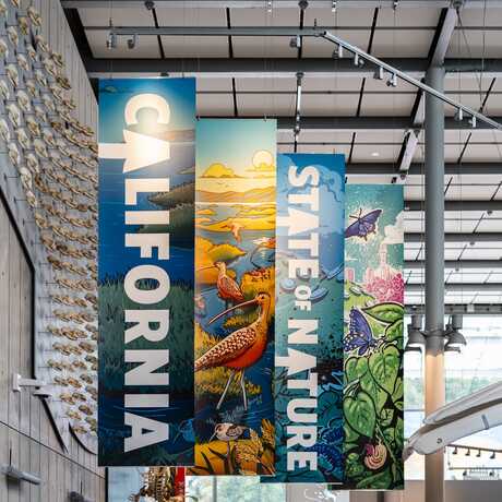 The California: State of Nature exhibit opens at the California Academy of Sciences on May 24, 2024.
