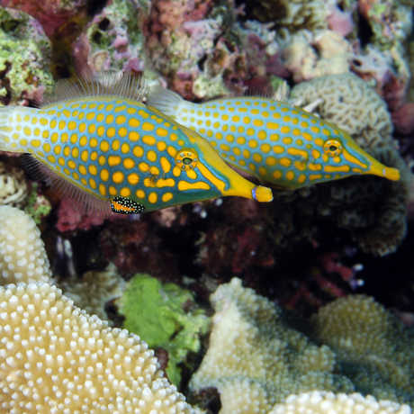 fish