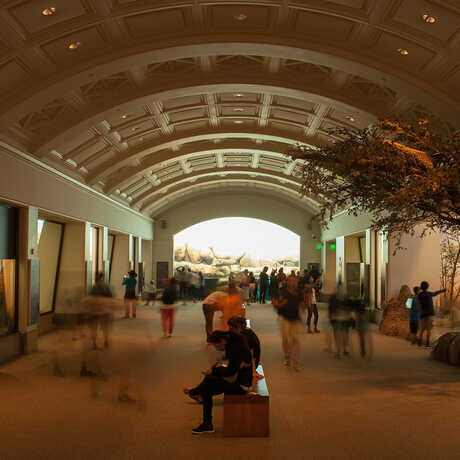 Visitors wander through African Hall, filled with dioramas on both sides and an African penguin colony at the far end.