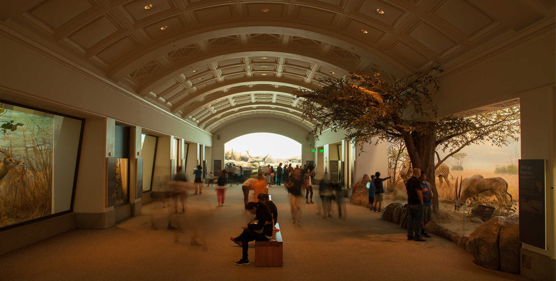 Visitors wander through African Hall, filled with dioramas on both sides and an African penguin colony at the far end.