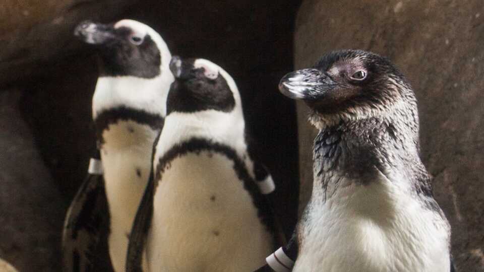 3 African Penguins on exhibit at the Academy of sciences