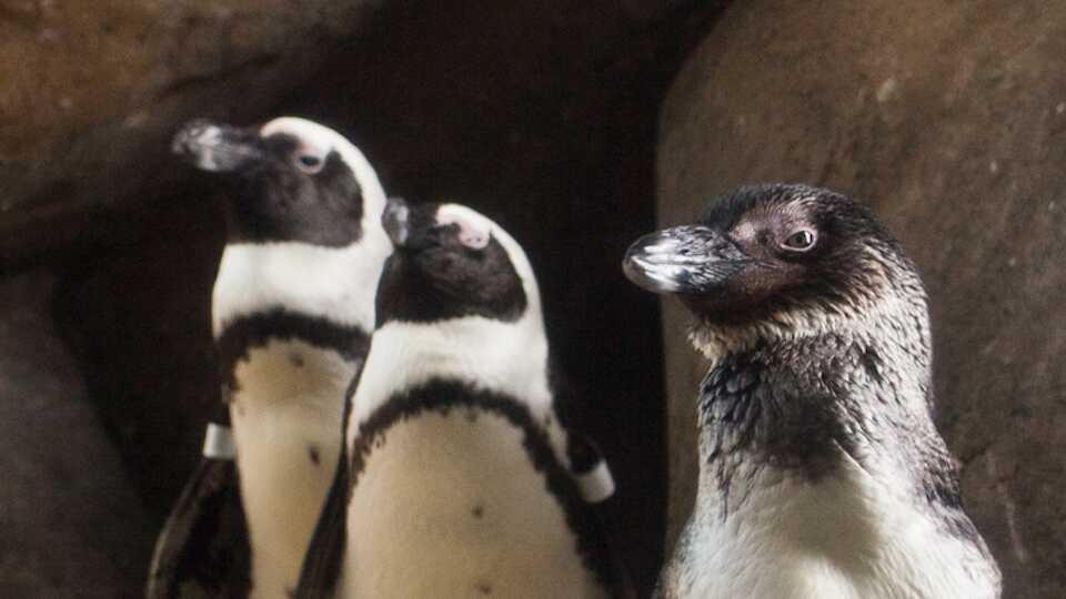 Three African Penguins