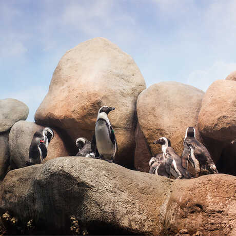 African penguin, Spheniscus demersus
