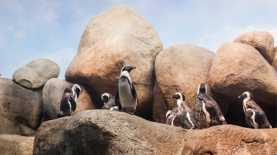 African penguin, Spheniscus demersus