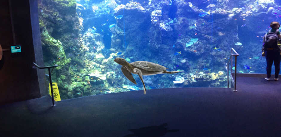 An augmented reality sea turtle swims in front of the Philippine Coral Reef