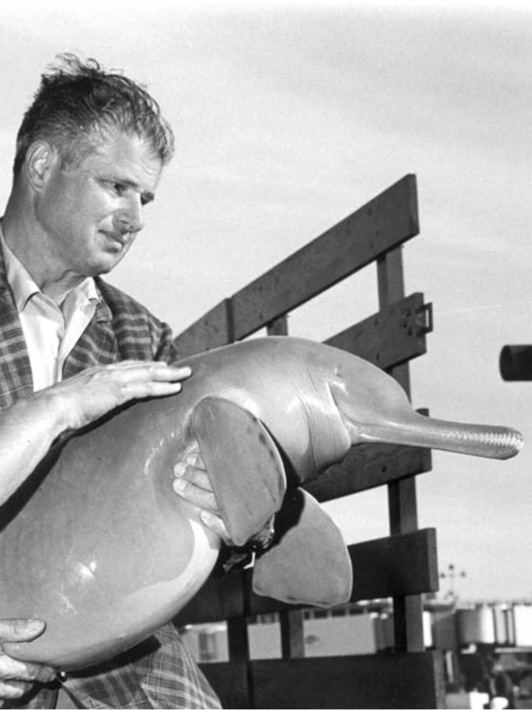 black and white photo of a Susu blind river dolphin held by Academy superintendent Earl Herald in 1969