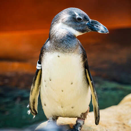 Portrait of Ignatz, an African penguin on exhibit at the Academy