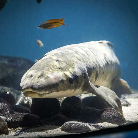 Methuselah the Academy's Australian lungfish