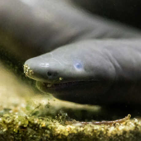 Aquatic caecilian at the Academy