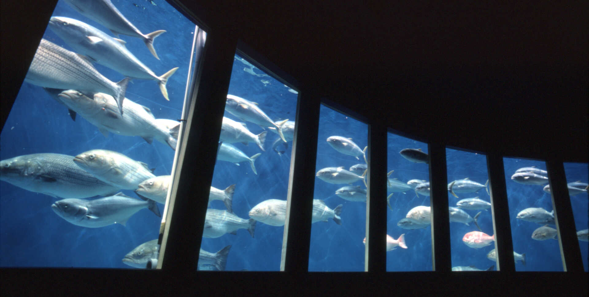 Steinhart Aquarium fish roundabout exhibit