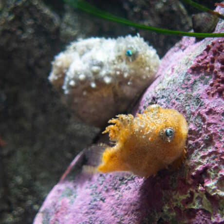 Two Pacific spiny lumpsuckers on exhibit at the Academy