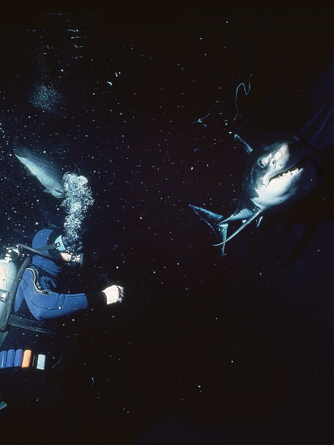 Sandy the great white shark swims at Steinhart Aquarium with curator John McCosker