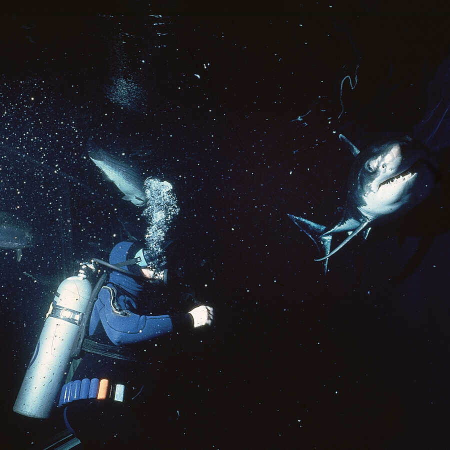Sandy the great white shark swims with former Steinhart Aquarium director John McCosker in 1980.