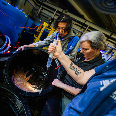Researchers collect gametes from spawning Sunflower star.