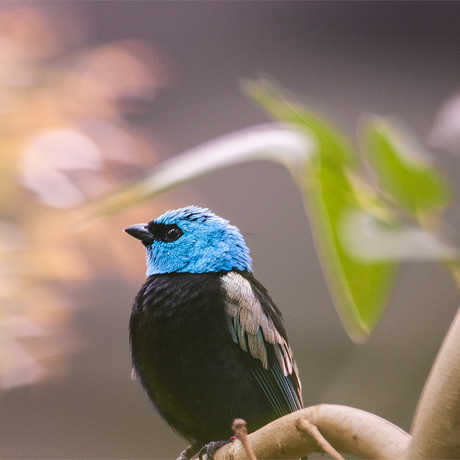 Blue-necked tanager, Tangara cyanicollis