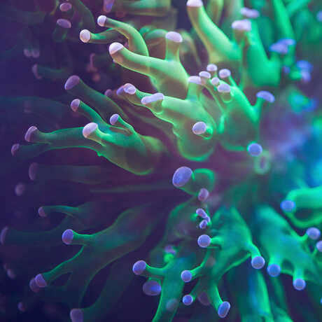Aquarium Zoom Background