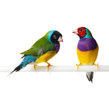 Gouldian Finches © David Liittschwager