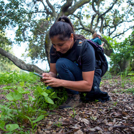 Citizen science observation