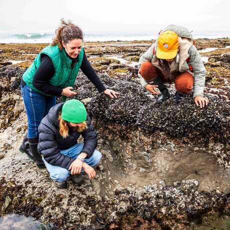Tidepool community science