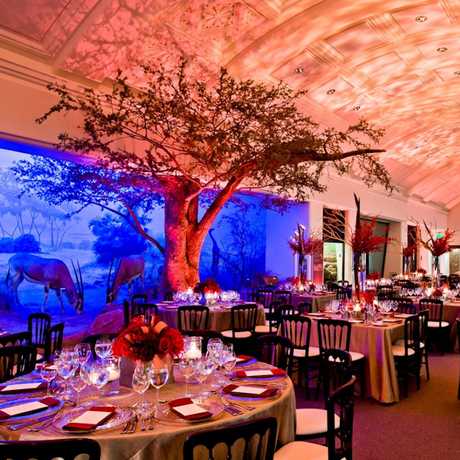 Wedding reception in African Hall