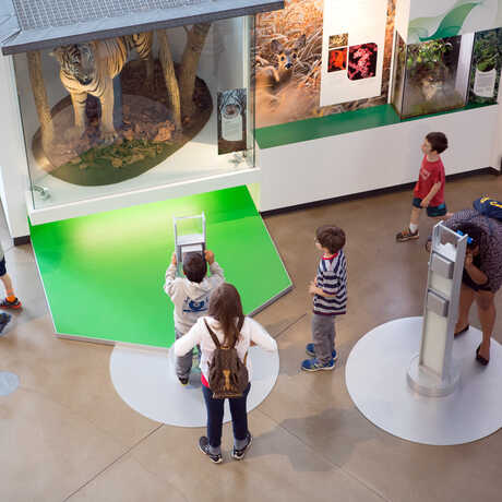 Guests exploring Color of Life exhibit and tiger specimen at California Academy of Sciences