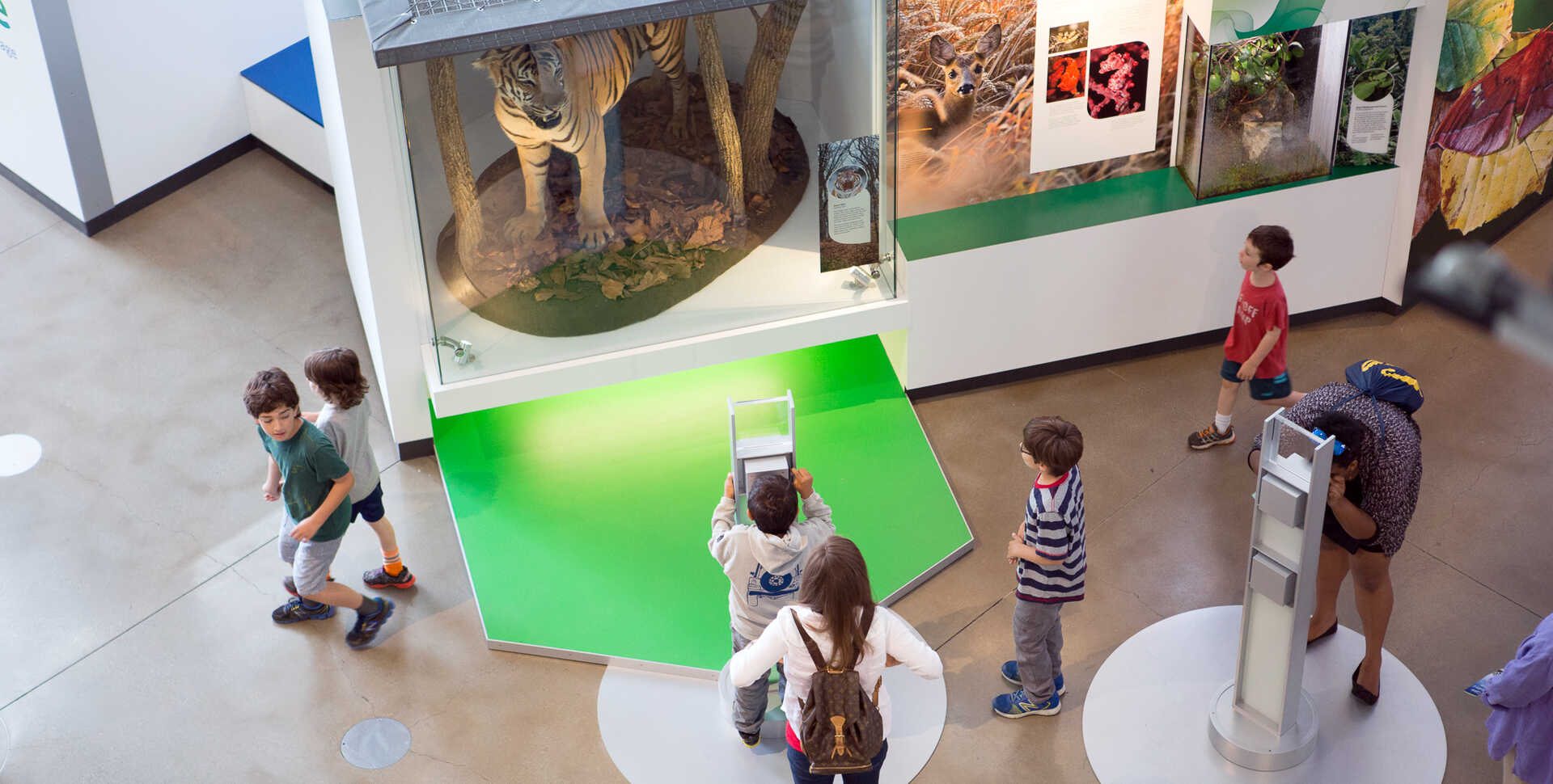 Guests exploring Color of Life exhibit and tiger specimen at California Academy of Sciences