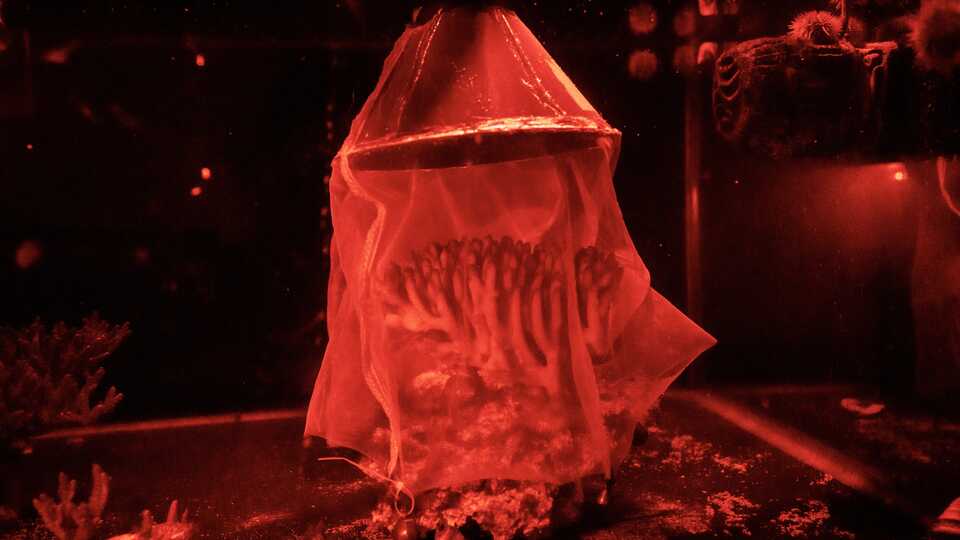 Coral under net.