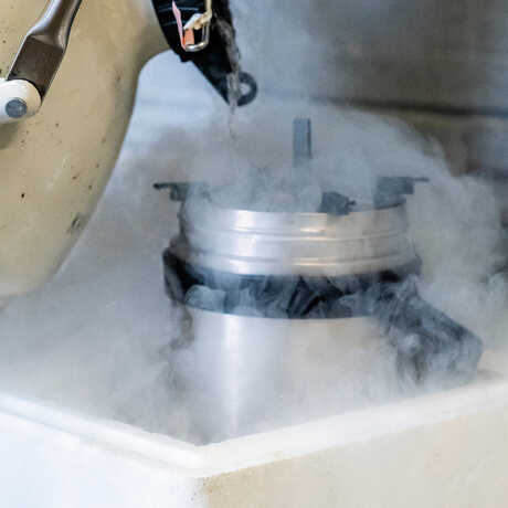 A researcher pours liquid nitrogen into a container filled with coral sperm and eggs. Photo by Gayle Laird