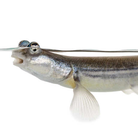 Anableps anableps, or four-eyed-fish, against a white background