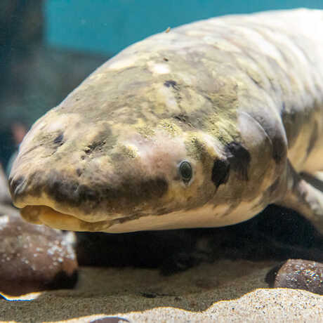 Methuselah the Australian lungfish in her habitat at the California Academy of Sciences