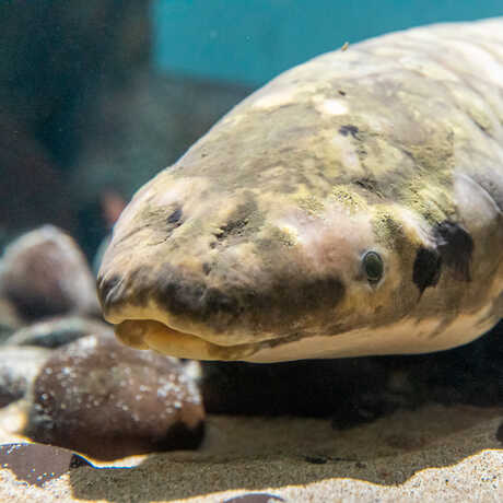 Methuselah the Australian lungfish on exhibit at the Academy