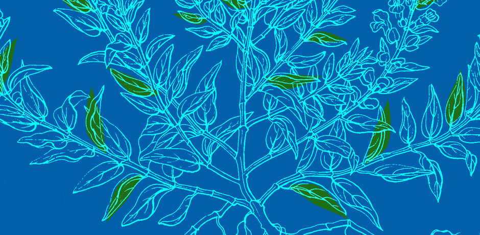 Botanical illustration against blue background