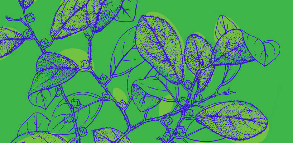 Botanical illustration against green background