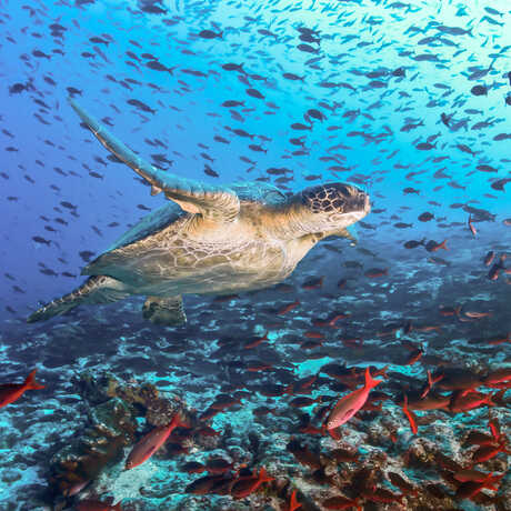 Sea turtle swims through school of colorful tropical fish