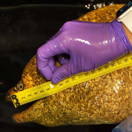 Veterinarian measures a moray eel with a tape measure during an exam.