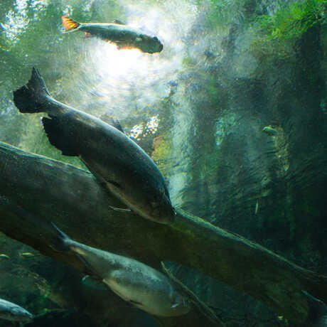 A view from the flooded forest tunnel of arapaima and other large fish swimming overhead.