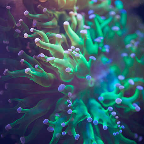 Frogspawn Coral