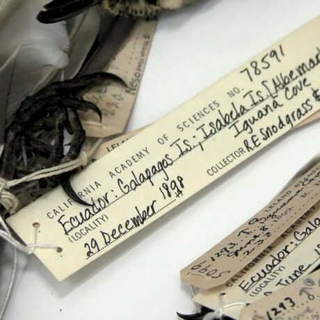 Collections tags on the Academy's collection of Galápagos finches 
