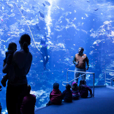 Visitors watch a dive show in the Philippine Coral Reef exhibit.