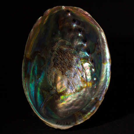 Blackfoot Paua; Photo: Kat Whitney