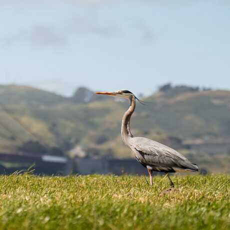 Great blue heron by the Golden Gate Bridge.