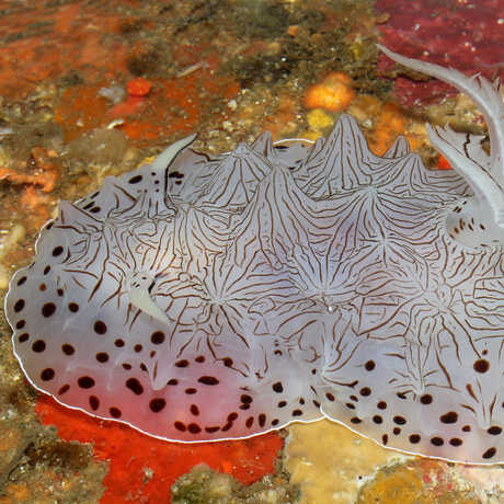 Nudibranch California Academy of Sciences