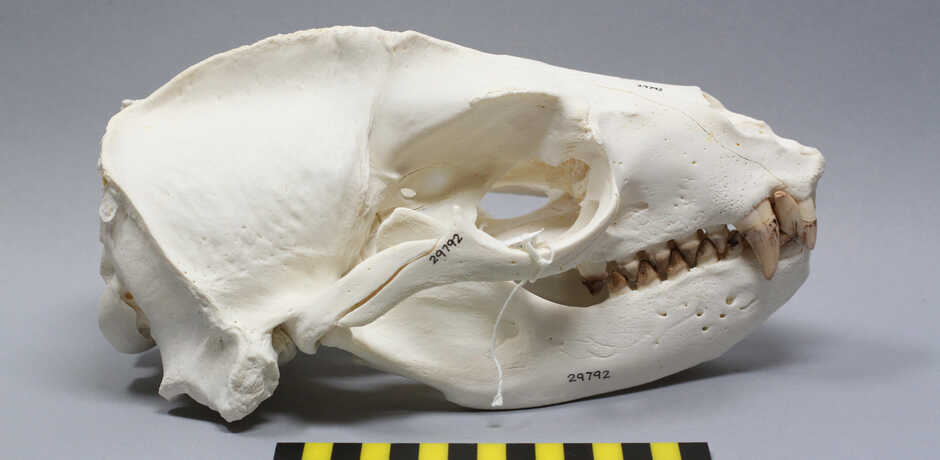 Sea lion skull