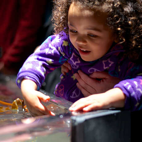 Girl touching kelp in the Academy's discovery tidepool touch tank
