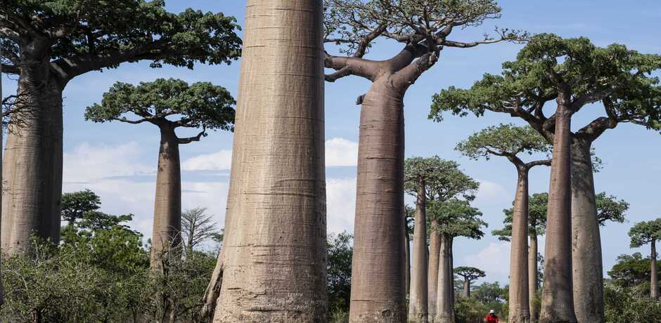 A man on a bike rides through a grove of baobab trees in Madagascar